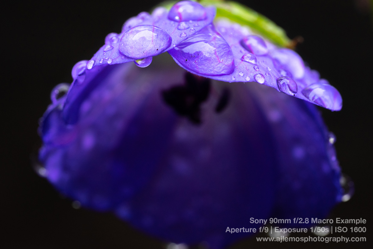 Water Drops On A Flower by AJ Lemos