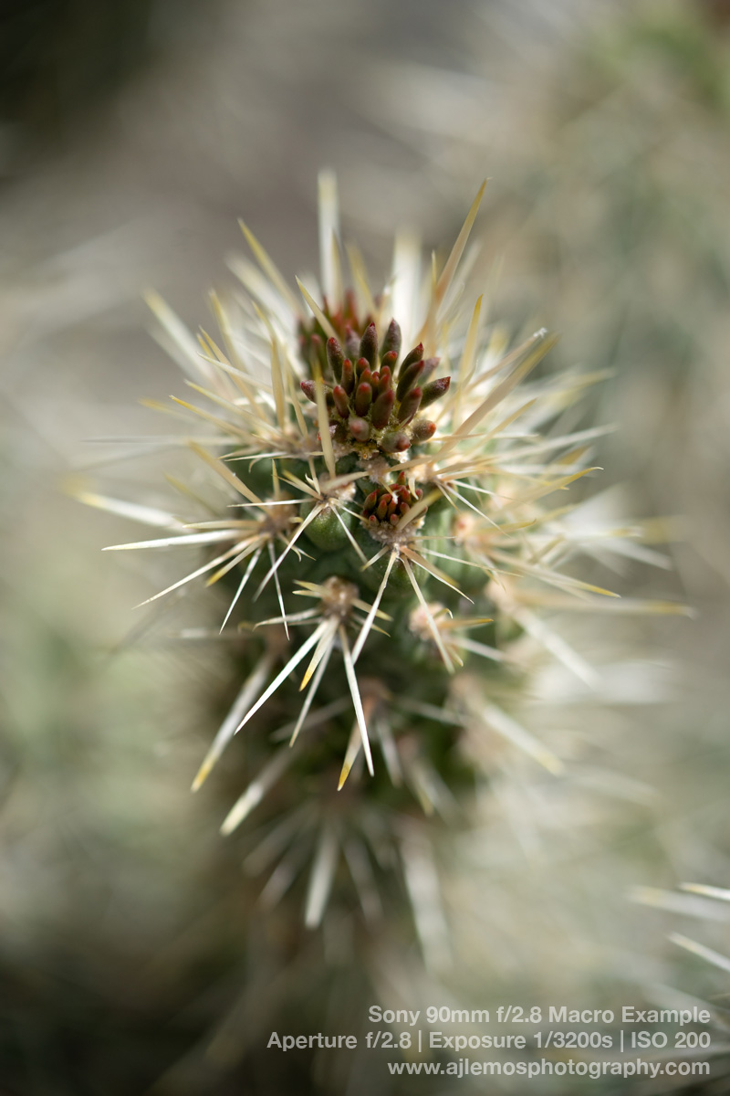 Cholla cactus – Sony 90mm Macro depth of field example