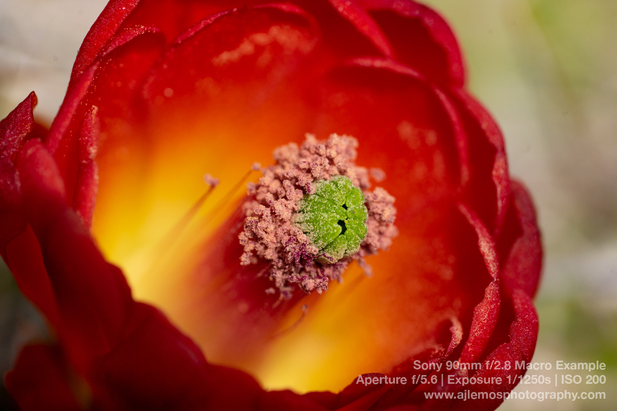Macro photo of a blooming cactus flower with the Sony 90mm G OSS
