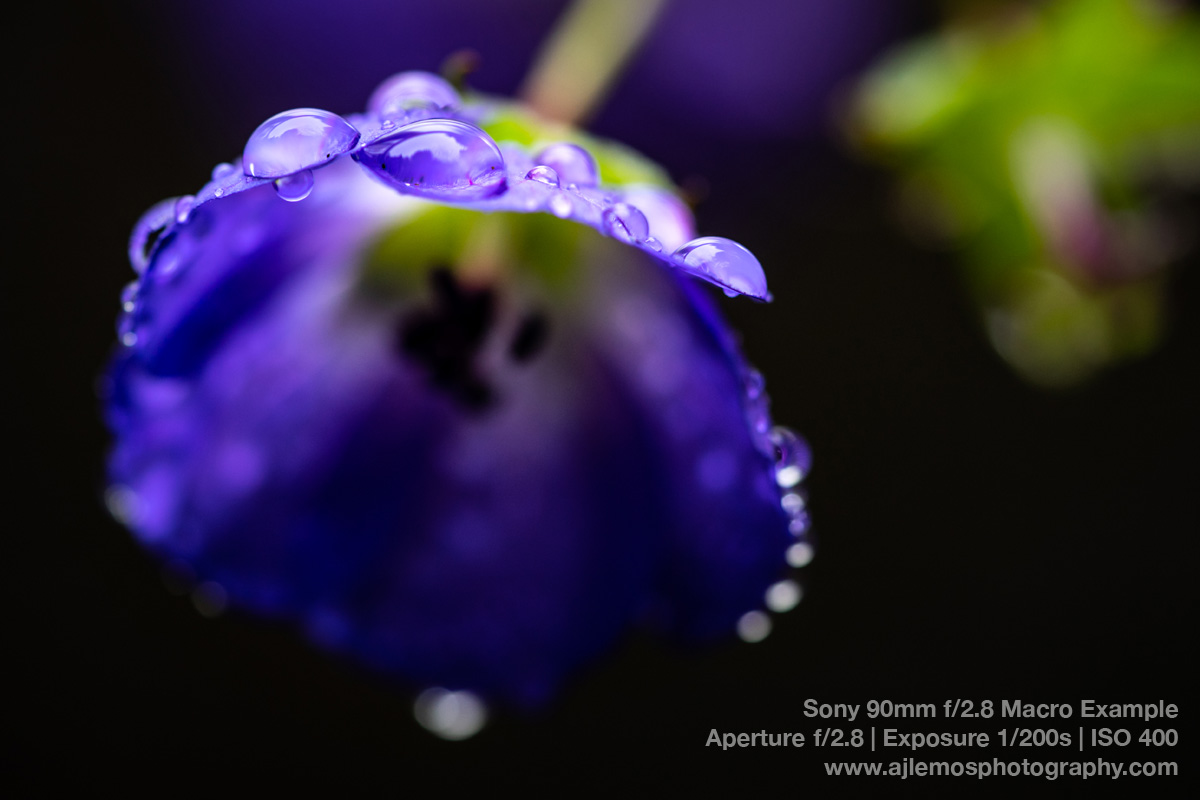Macro raindrops on a flower