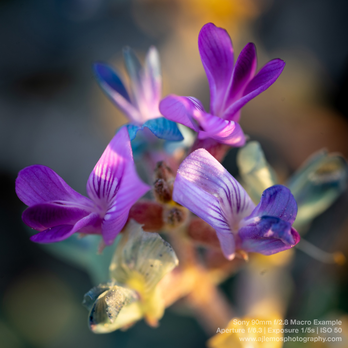 Tiny purple flowers macro photo